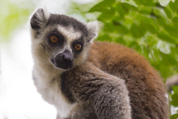 Cute brown ring tailed lemur portrait close up © jordieasy