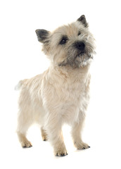 purebred cairn terrier