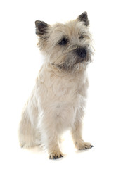 purebred cairn terrier