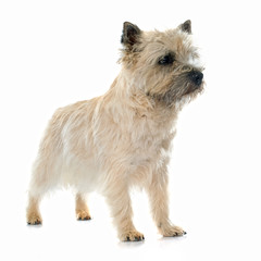 purebred cairn terrier