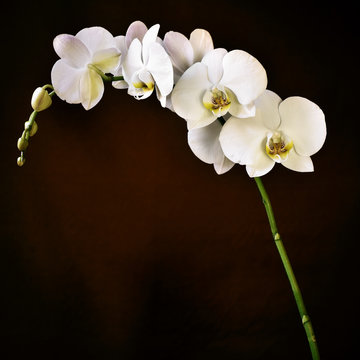 Fototapeta Phalaenopsis aphrodite orchid