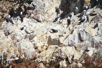 Inca tern, Larosterna inca, on the cliff, Paracas, Peru