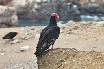  Turkey Vulture, Cathartes aura, Matarani  - Peru