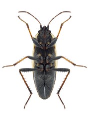 Bug Xanthochilus quadratus (underside)