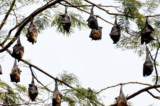 Perched Indian Flying Foxes - Sri Lanka