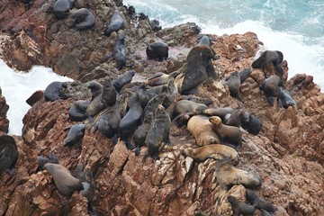 Matarani Colony South American sea lion Otaria byronia the Matarani  - Peru