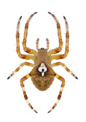Spider Araneus angulatus (female)