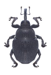 Beetle Zacladus geranii