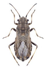 Bug Ortholomus punctipennis