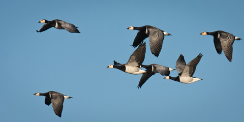 Weißwangengänse - Flugbild