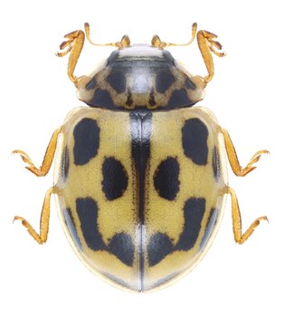 Beetle Propylea quatuordecimpunctata
