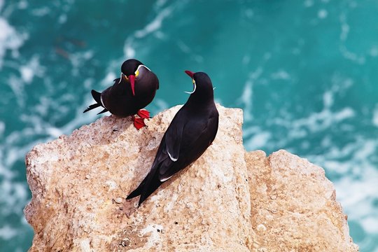 Inca tern, Larosterna inca, on the cliff, Paracas, Peru