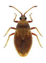 Bug Oncochila simplex