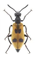 Beetle Lydus trimaculatus