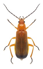 Beetle Rhagonycha fulva
