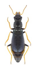 Beetle Paratinus femoralis
