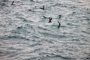 Inca tern, Larosterna inca, catch fish, Matarani, Peru
