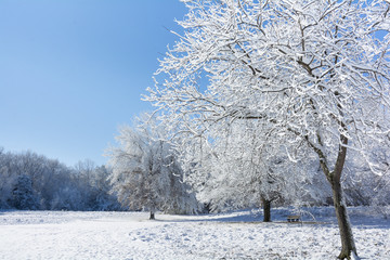 Snowy Winter Trees - 96846043