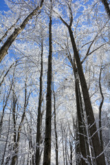 Fototapeta premium Snowy Winter Tree Scene