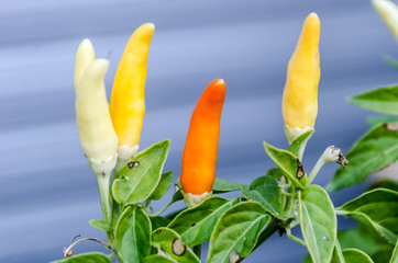 PIMIENTOS DE COLORES