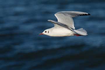 Lachmöwe Flugbild
