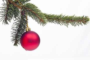 Fichtenzweig mit roter Kugel
