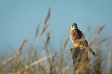 Turmfalke Ansitz