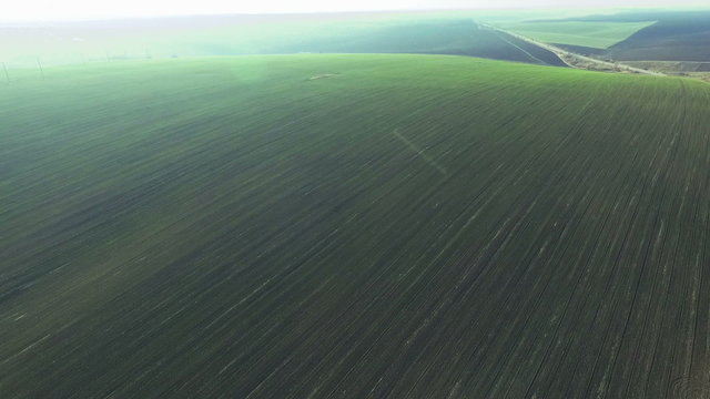 Aerial view of fields of young wheat