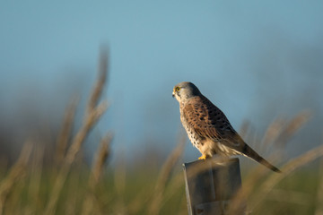 Turmfalke Ansitz