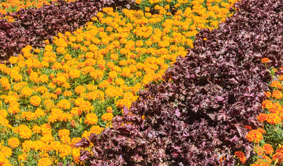 Flower and vegetable background
