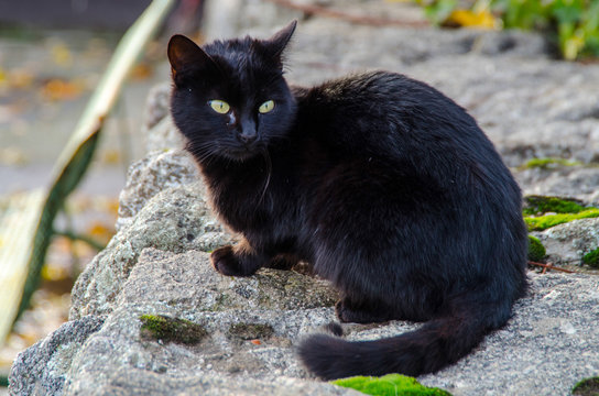 GATO NEGRO OJOS VERDES