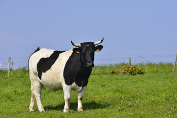 Taureau noir et blanc