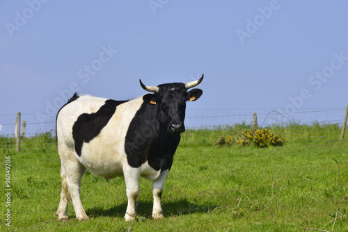 Dissertation le taureau blanc