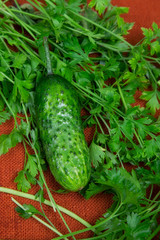 cucumber