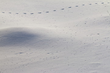 Animal track lines in the fresh snow