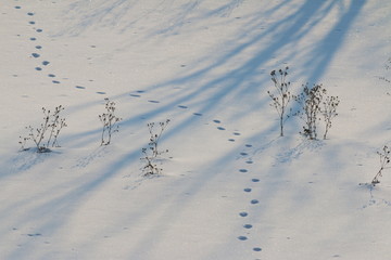 Animal track lines in the fresh snow