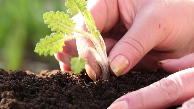 A woman planted a young plant in soil
