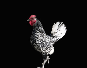 Speckles/Black and White Sebright Rooster on Black Background