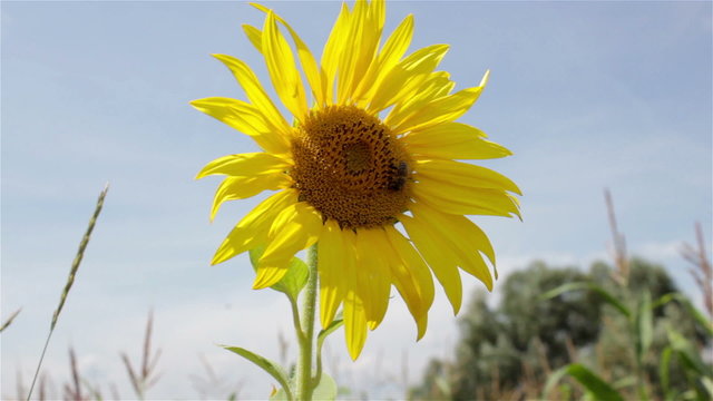 One sunflower/sunflower in a field agriculture summer day