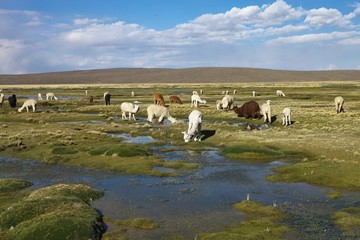 herd of llamas altiplano in Peru
