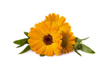 calendula officinalis with leaves on a white background