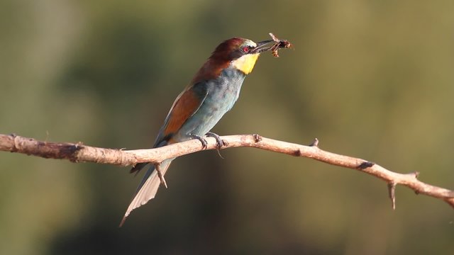 song bird of paradise with prey|song bird of paradise with prey
