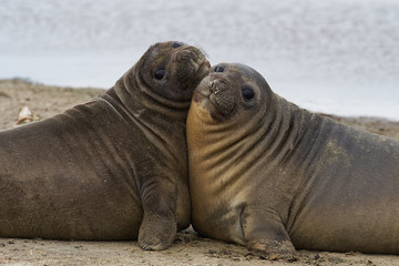 Obraz premium Southern Elephant Seal pups (Mirounga leonina) on a sandy beach on Sealion Island in the Falkland Islands.