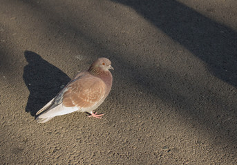 Silver dove sitting on the pavement