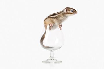 Wild life. Chipmunk isolated on white background