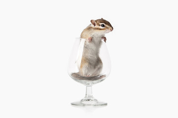 Wild life. Chipmunk isolated on white background
