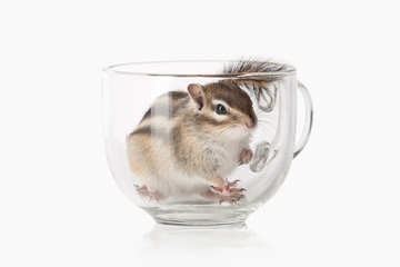 Wild life. Chipmunk isolated on white background
