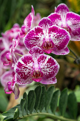Close-up of three white and purple orchid flowers.