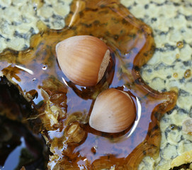 Hazelnuts on honey