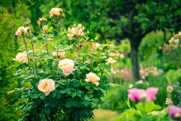 Bush of beautiful roses in a garden